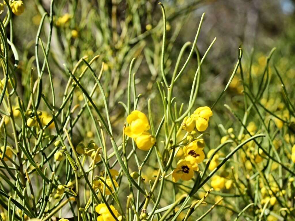 Image of Senna artemisioides subsp. filifolia