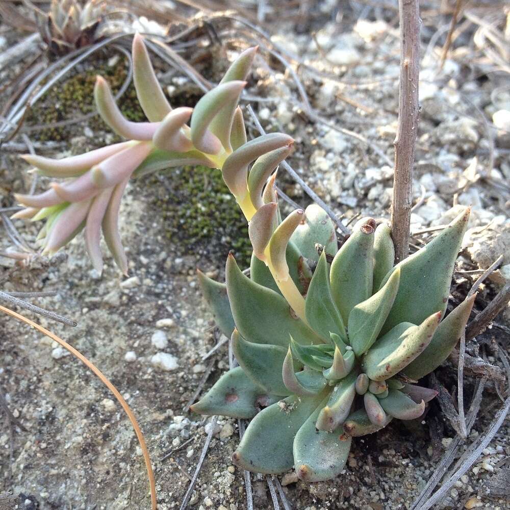 Image of Echeveria heterosepala Rose ex Britton & Rose