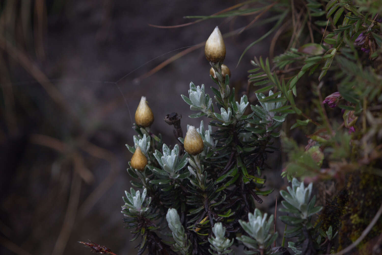 Image of Helichrysum newii Oliv. & Hiern