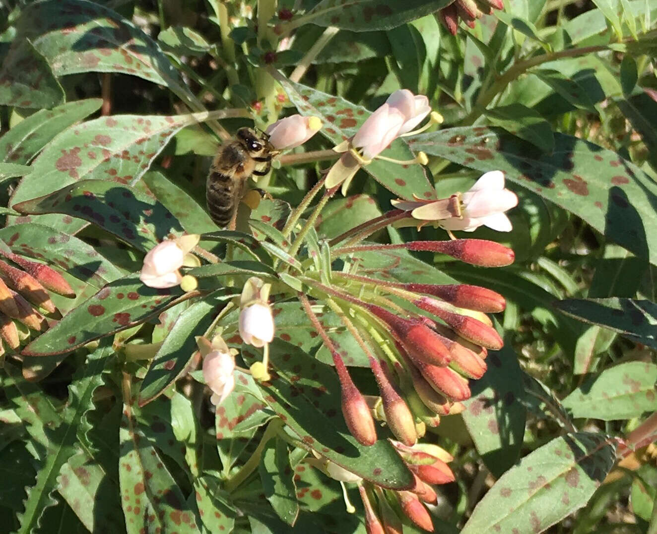 Eremothera boothii (Douglas) W. L. Wagner & Hoch的圖片