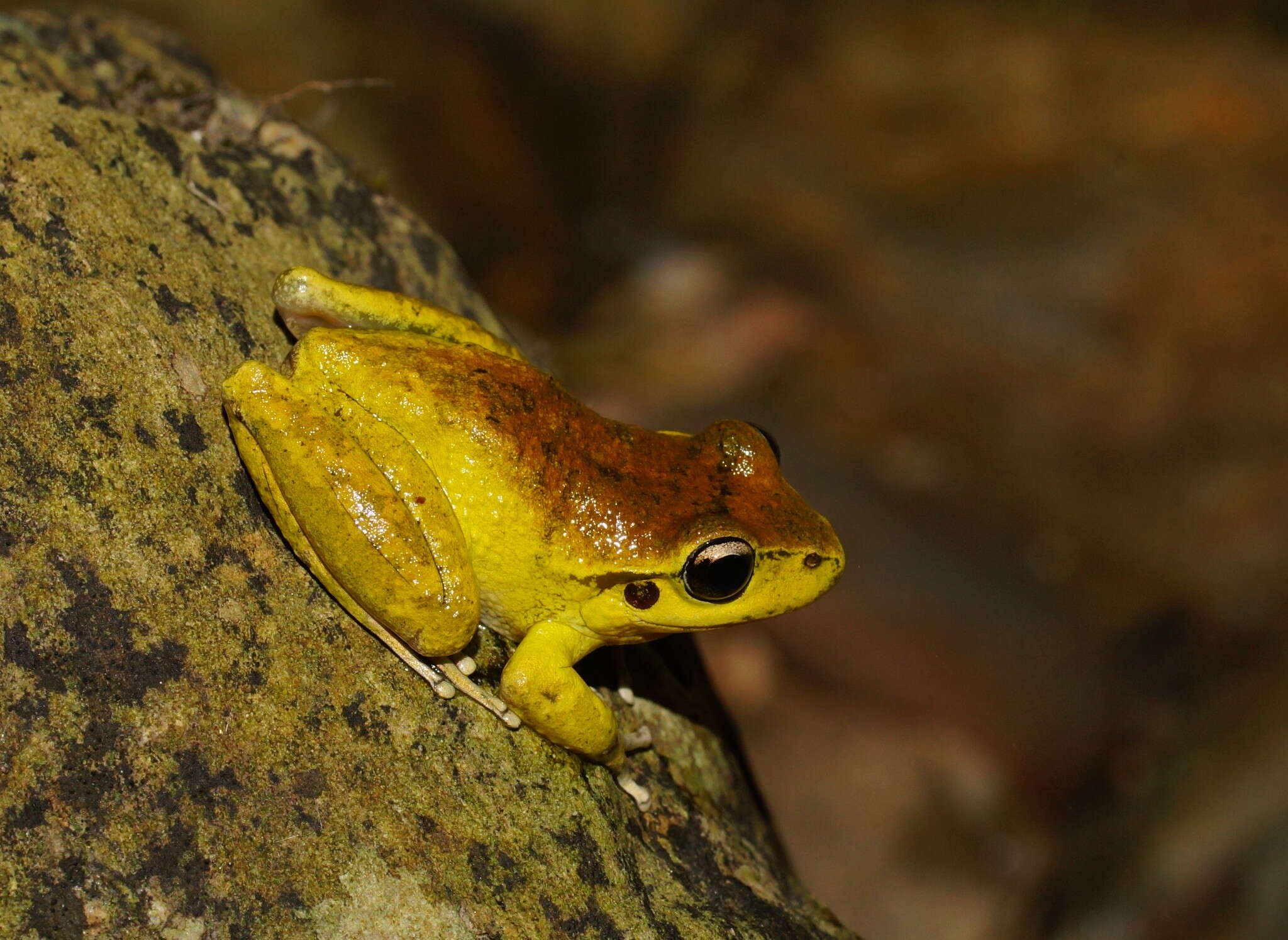 Image of Lesueur's frog