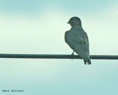 Image of Gray-breasted Martin