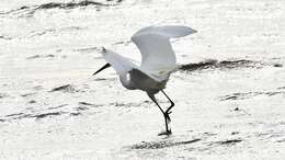 Image of Egretta garzetta nigripes (Temminck 1840)