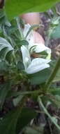 Image of Hairy buckweed