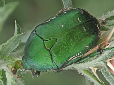 Image of Protaetia (Philhelena) ungarica (Herbst 1790)