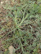 Image de Osteospermum imbricatum L.