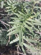 Image de Melianthus pectinatus Harv.