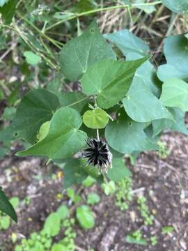 Image of whiteleaf Indian mallow