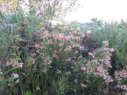 Image of Erica densifolia Willd.