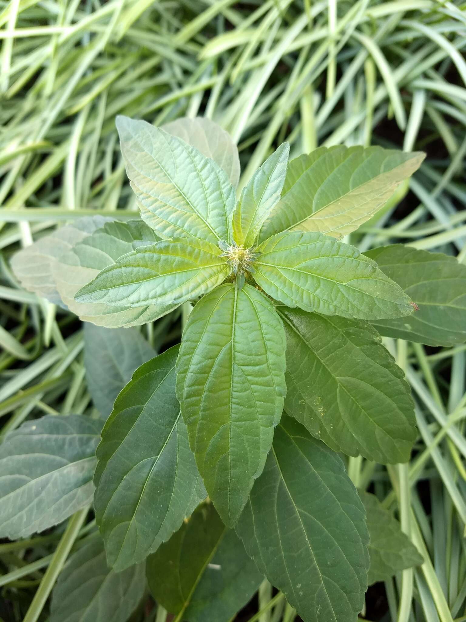 Imagem de Acalypha virginica L.