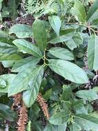 Image of Itea chinensis Hook. & Arn.