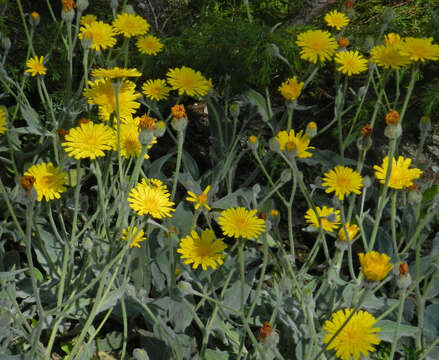 Image of Hieracium tomentosum L.