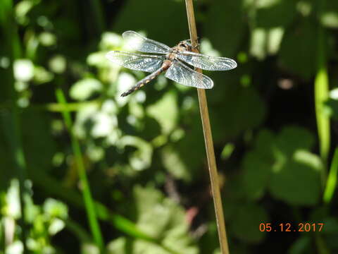 Image of Beaverpond Baskettail