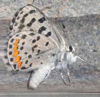 Image of Euphilotes enoptes tildeni (Langston 1964)