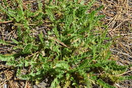 Image of Horkelia clevelandii var. brevibracteata