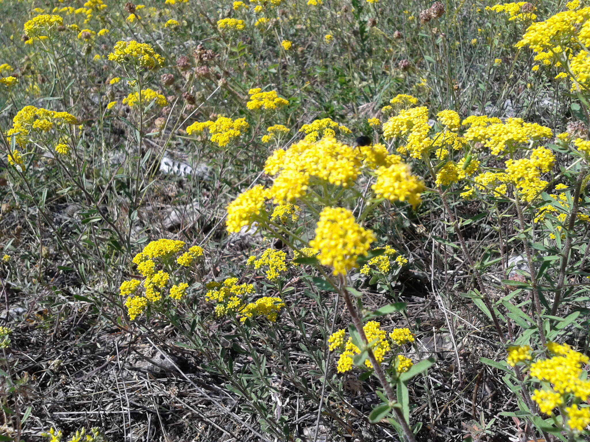 Слика од <i>Odontarrhena muralis</i>