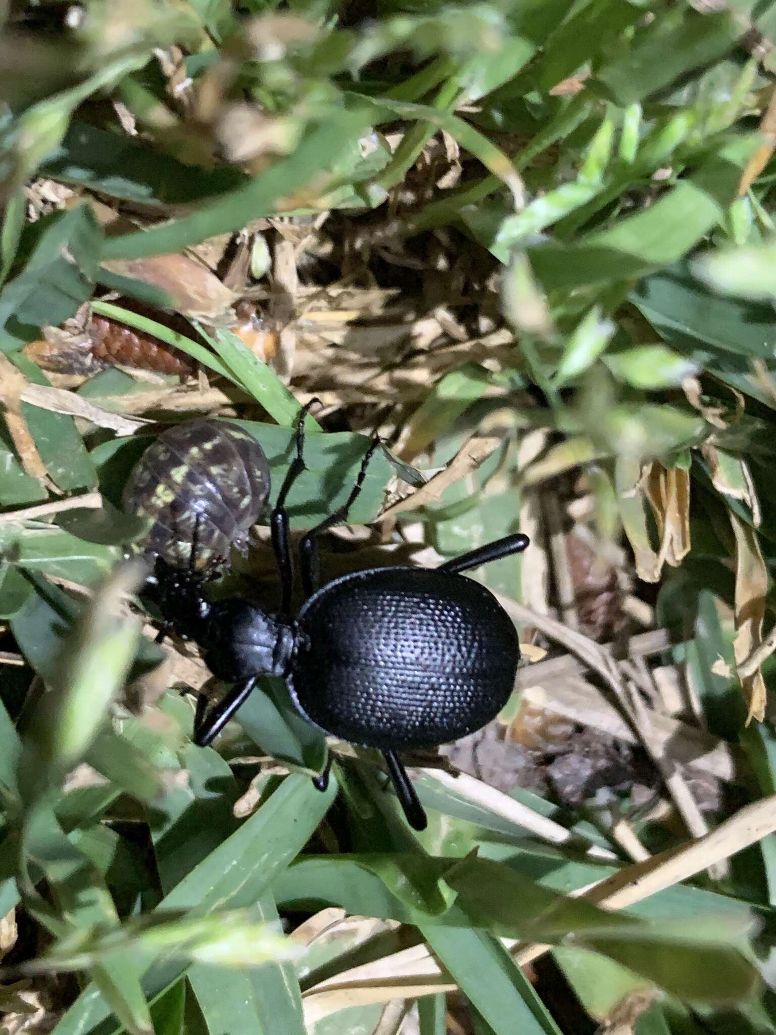 Imagem de Scaphinotus (Brennus) interruptus (Ménétriés 1843)