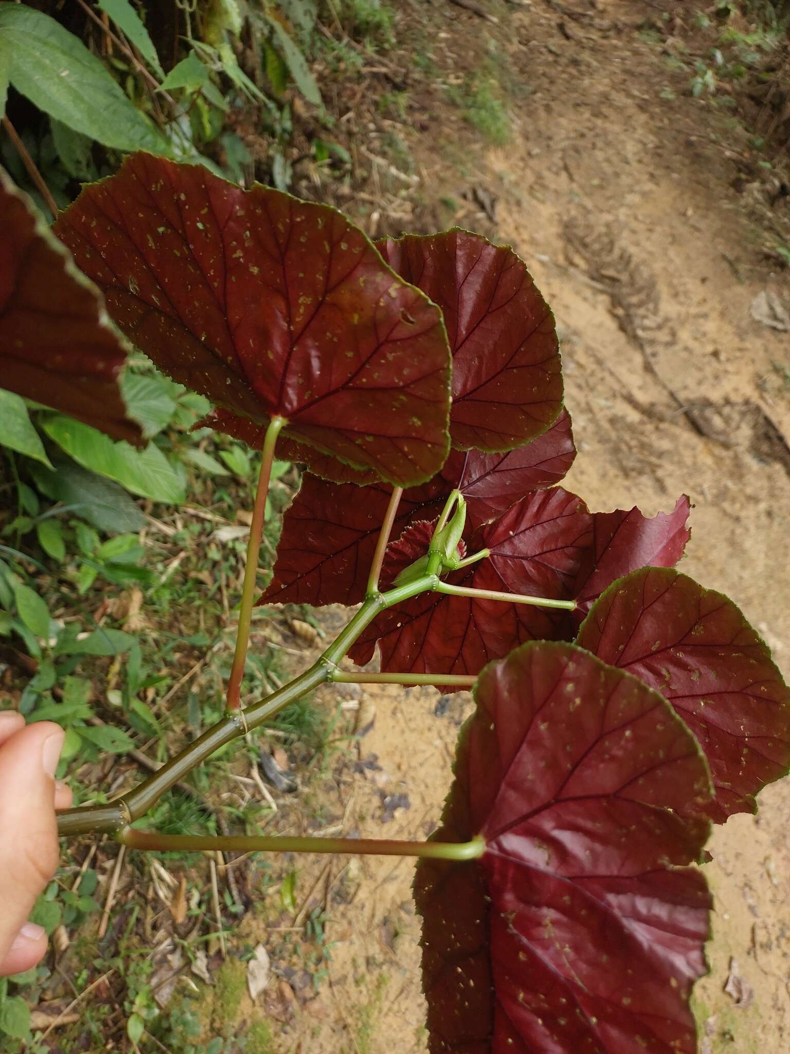 Image of Begonia pilgeriana Irmsch.