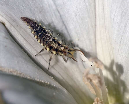 Image of Common green lacewing