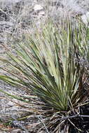 Image of San Angelo yucca