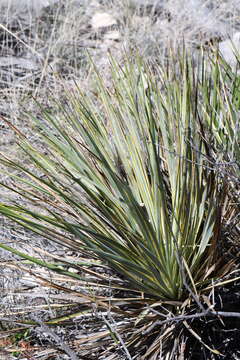 Image of San Angelo yucca