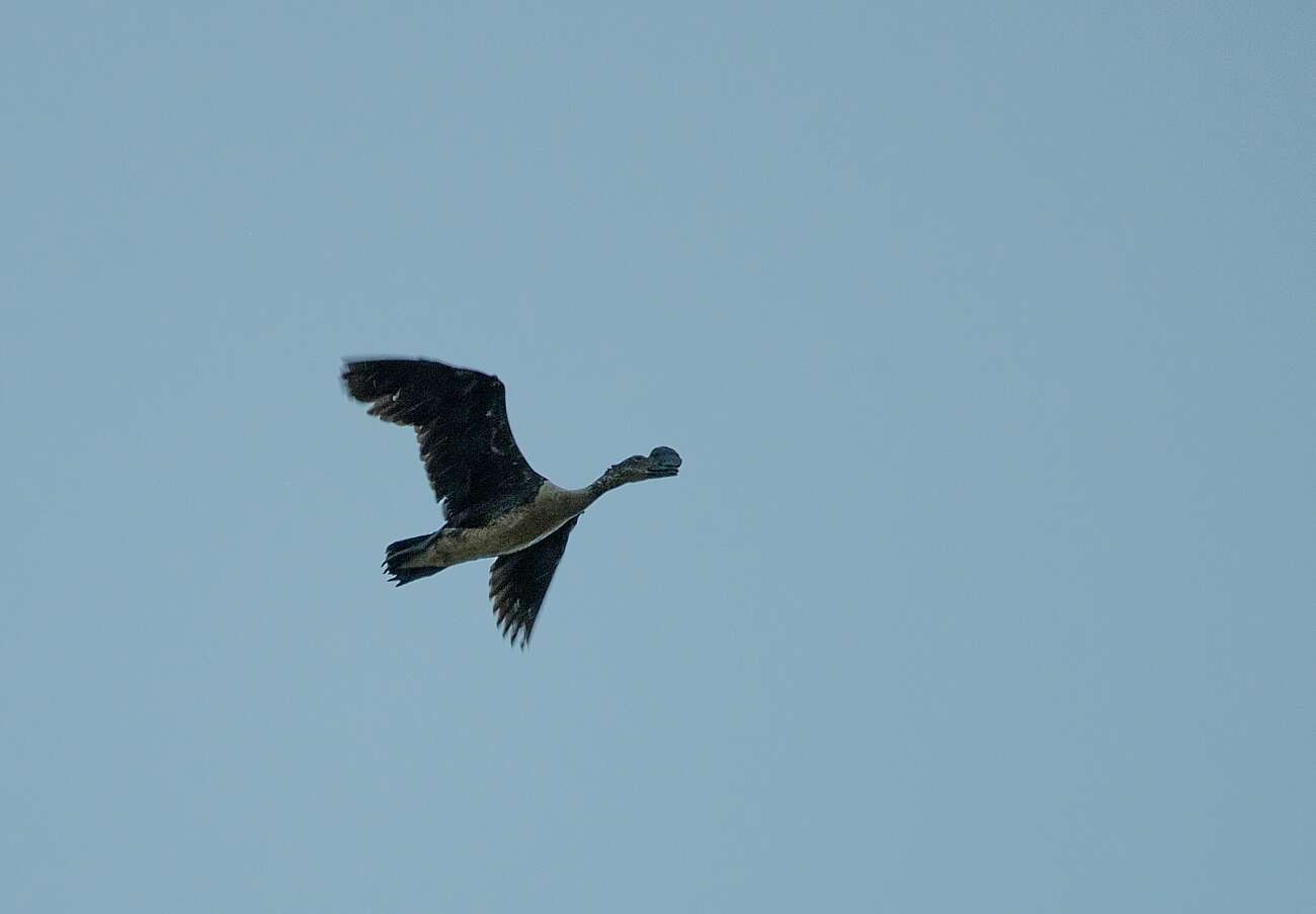 Image de Canard sylvicole