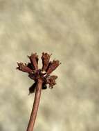 Image of false naked buckwheat