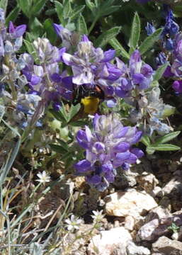 Image of Morrison Bumble Bee