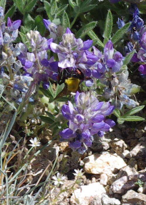 Image de Bombus morrisoni Cresson 1879