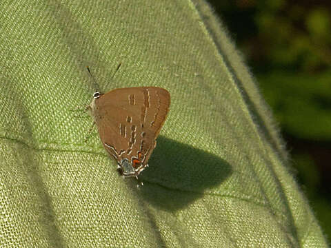 Image of Banded Hairstreak