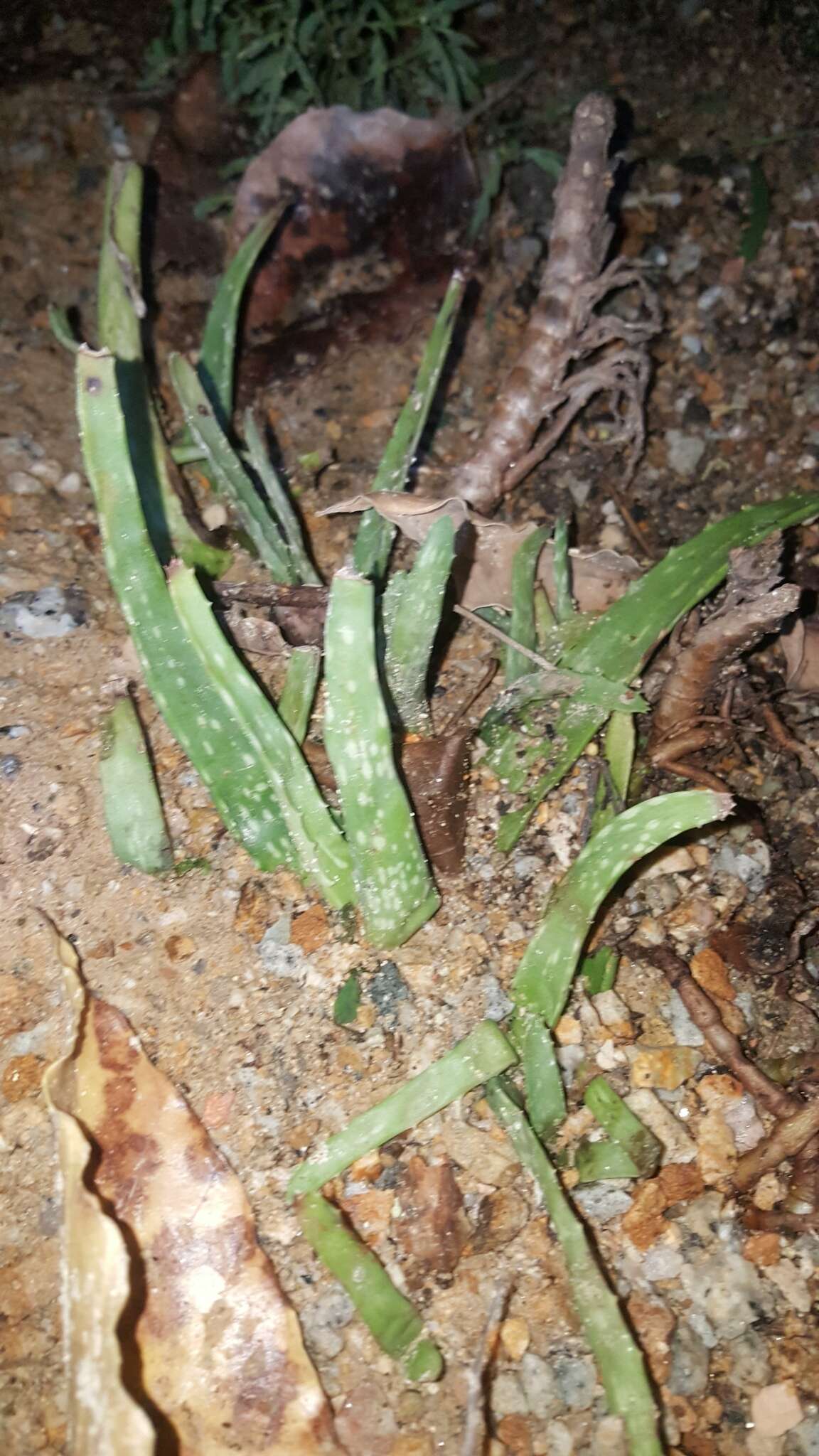 Image of aloe