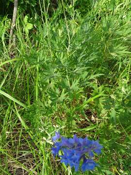 Image of Delphinium cuneatum Stev. ex DC.