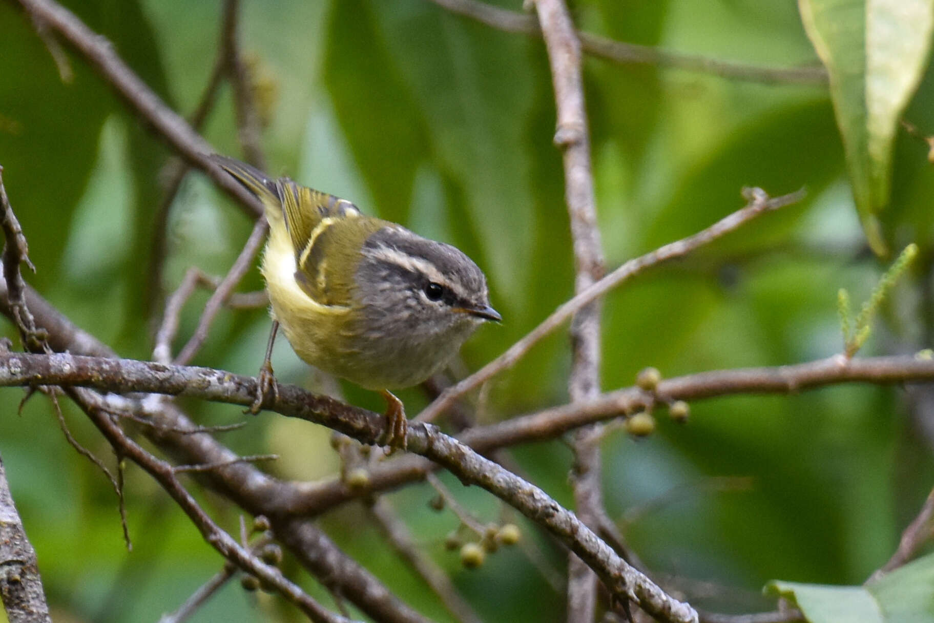 Image of Ashy-throated Warbler