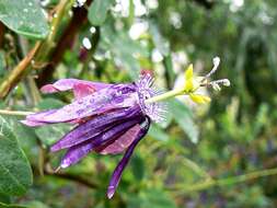 Image of Passiflora umbilicata (Griseb.) Harms