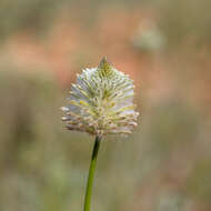 Ptilotus xerophilus的圖片