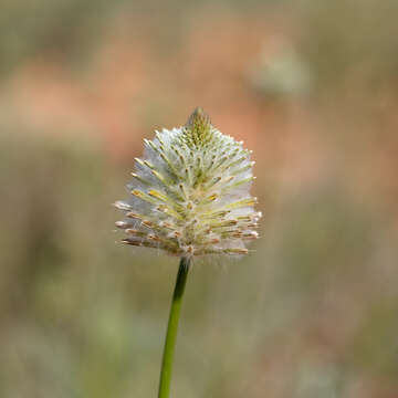 Image of Ptilotus xerophilus