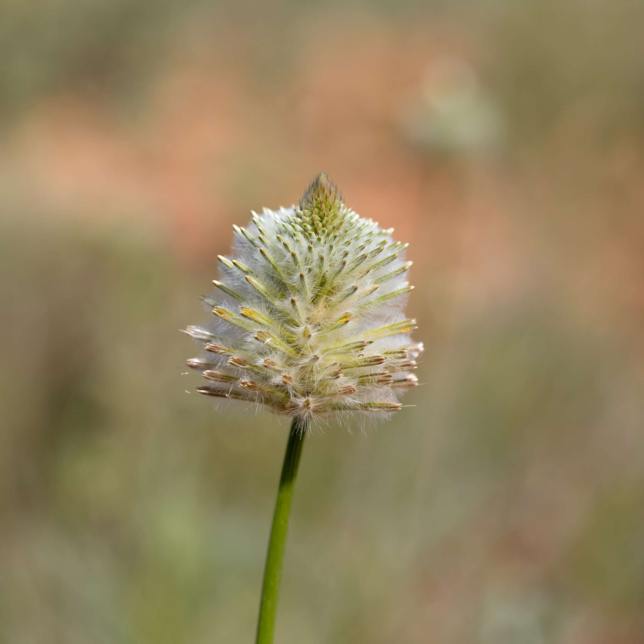 Ptilotus xerophilus的圖片