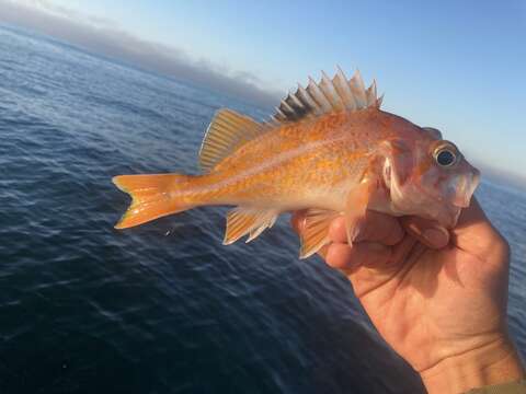 Image of Canary rockfish