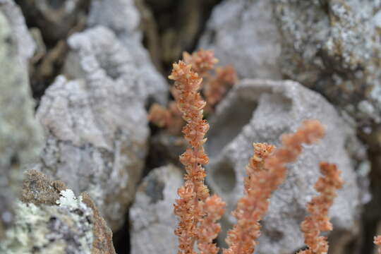 Image of Pygmyweed