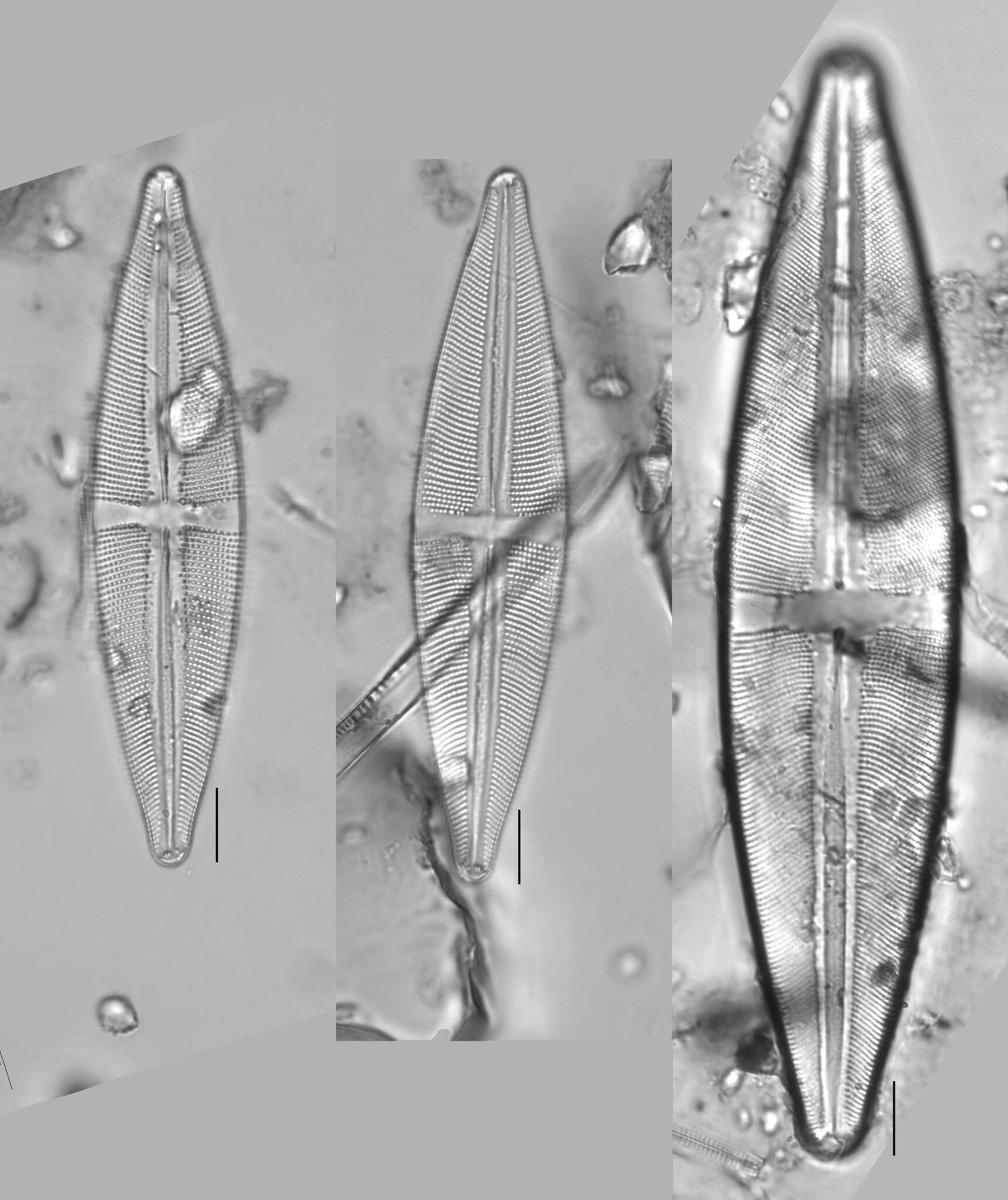 Image of Stauroneis phoenicenteron