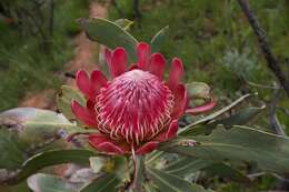 Plancia ëd Protea caffra subsp. gazensis (Beard) Chisumpa & Brummitt