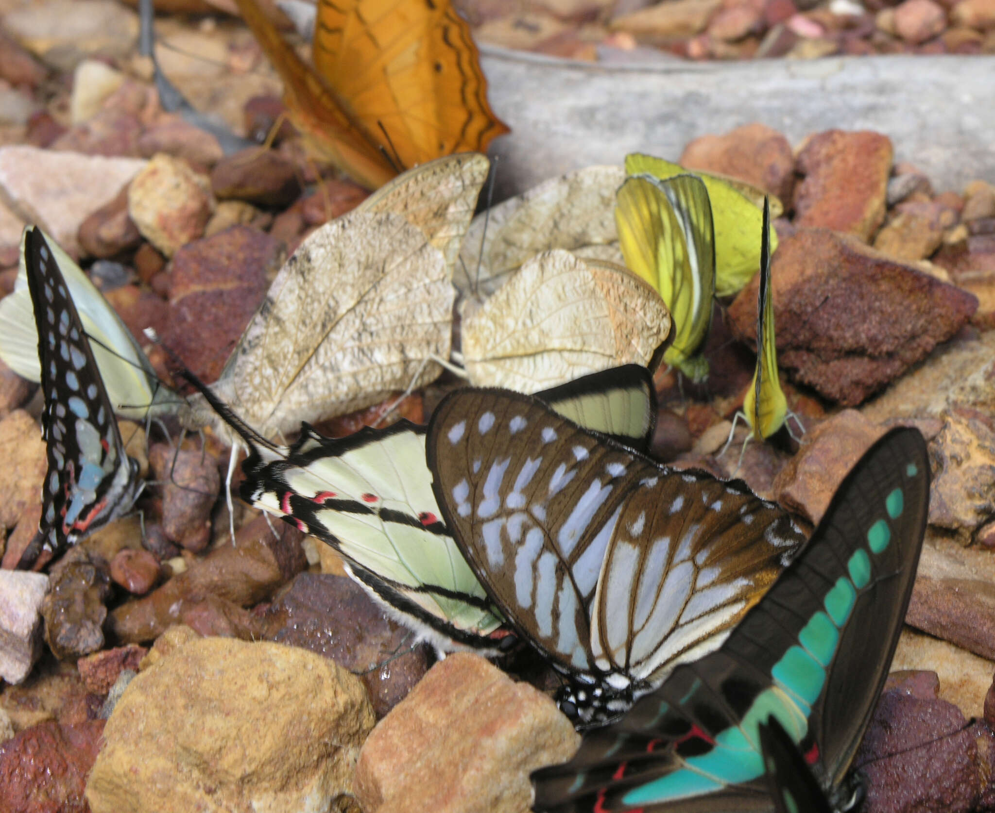 Image of <i>Graphium <i>sarpedon</i></i> sarpedon