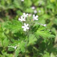 Image of Glandularia quadrangulata (A. Heller) Umber