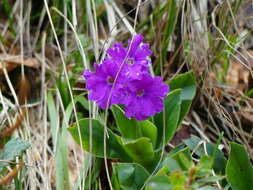 Sivun Primula glaucescens Moretti kuva