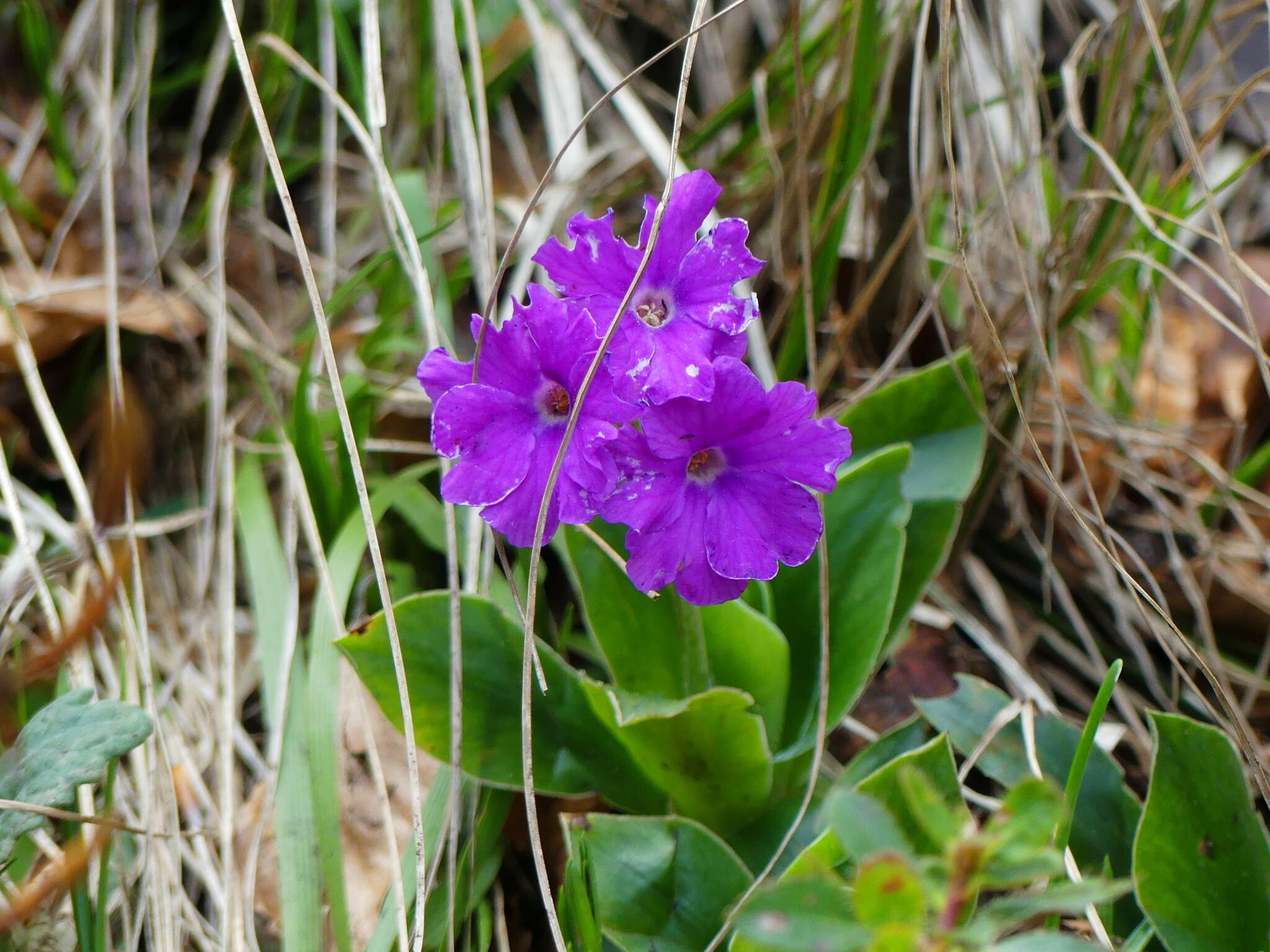 Sivun Primula glaucescens Moretti kuva