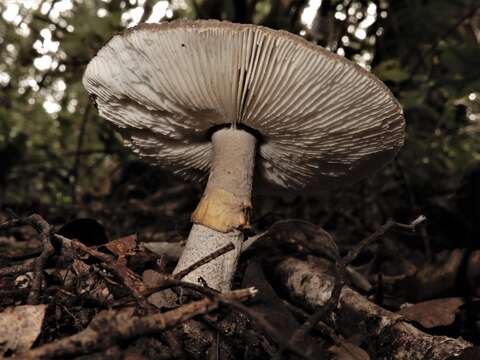 Image of Amanita nothofagi G. Stev. 1962