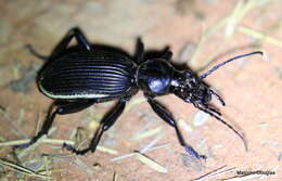 Image of Anthia (Anthia) cinctipennis Lequien 1833