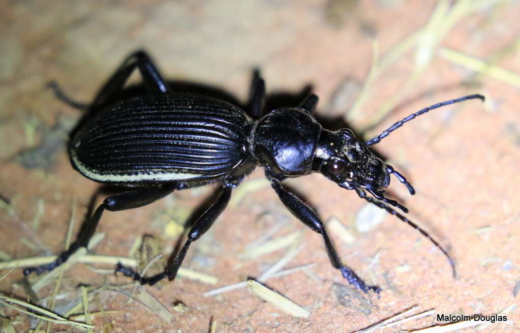 Plancia ëd Anthia (Anthia) cinctipennis Lequien 1833