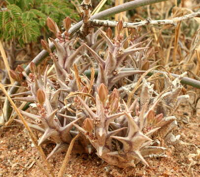 Image of Ceropegia rogersii (L. Bolus) Bruyns