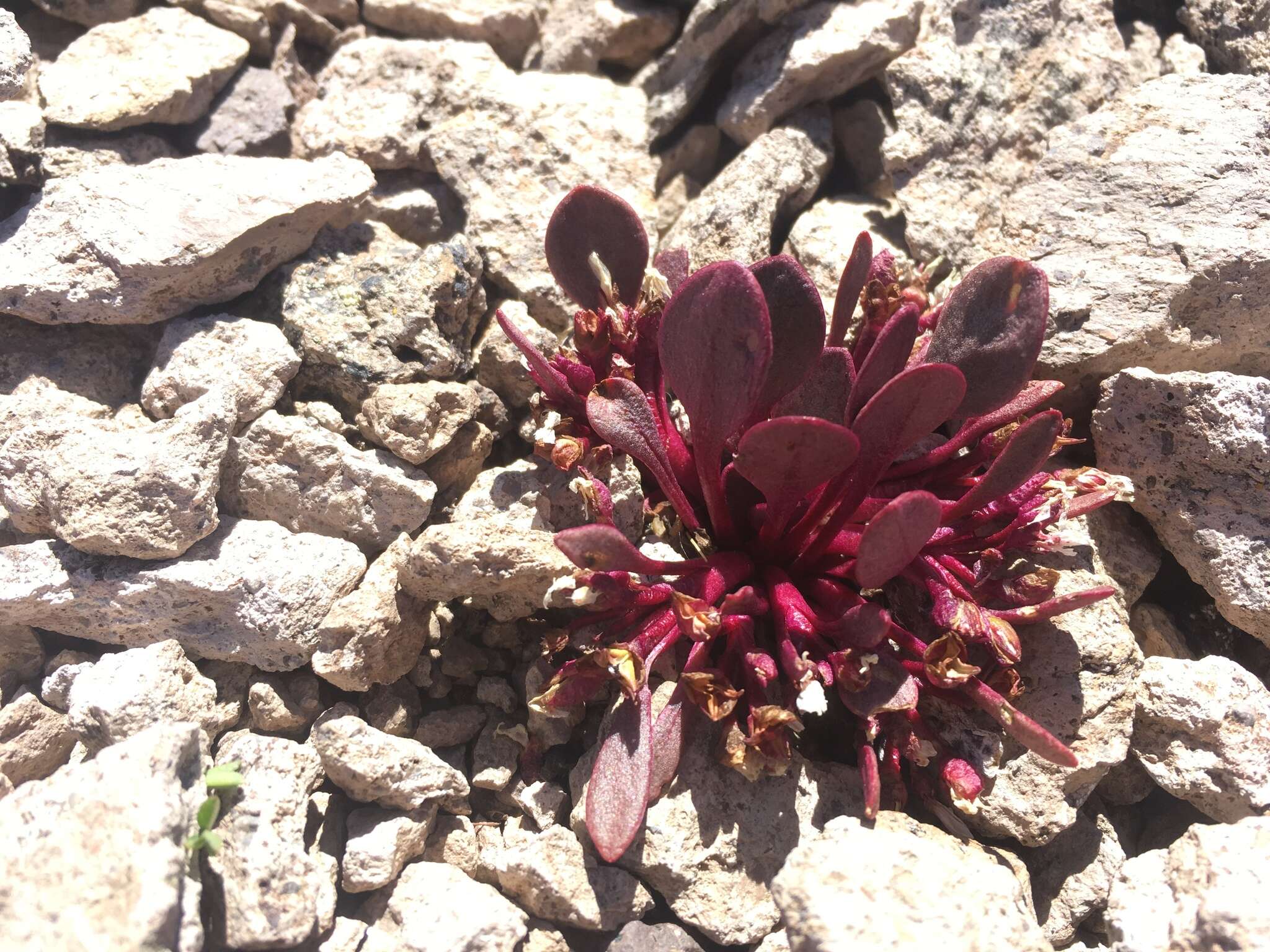 Image of alpine springbeauty